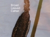 broad-leaved-cattail