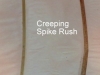 creeping-spike-rush