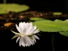 water-lilly